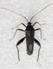 Nematopus nervosus